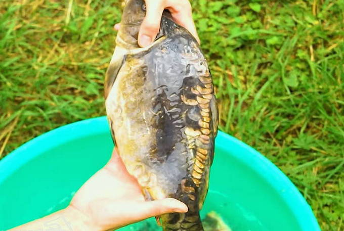 Рыба в фольге на углях — 5 пошаговых рецептов приготовления
