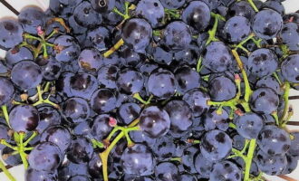 Как заготовить компот из винограда Изабелла в 3 литровой банке на зиму? Промываем и перебираем от веток виноград. Даем ему самостоятельно обсохнуть.