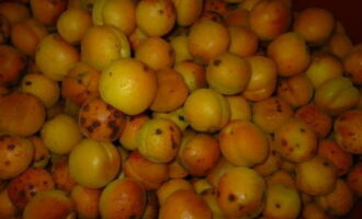 Как заготовить вкусный абрикосовый сок на зиму в домашних условиях? Отбираем нужное количество абрикосов, промываем их под водой.