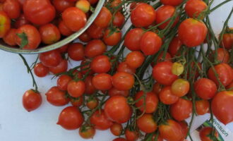 Как заготовить жареные помидоры на зиму? Сначала перебираем и промываем помидоры. Желательно использовать крепкие небольшие плоды.