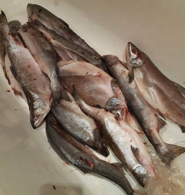 Домашние рыбные консервы — 10 пошаговых рецептов