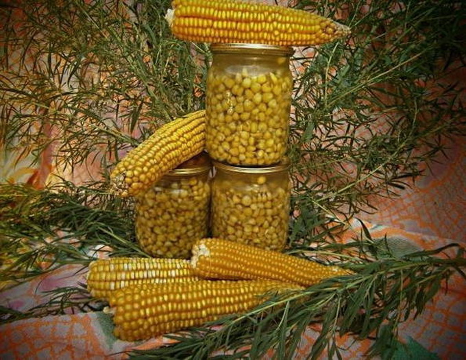 Рецепты засолки молодой кукурузы в початках и зернах