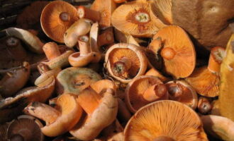 Для засолки рыжиков горячим способом на зиму подготовим нужное количество грибов.
