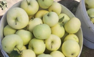 Как приготовить простую заготовку из белого налива на зиму? Отмеряем необходимое количество яблок.