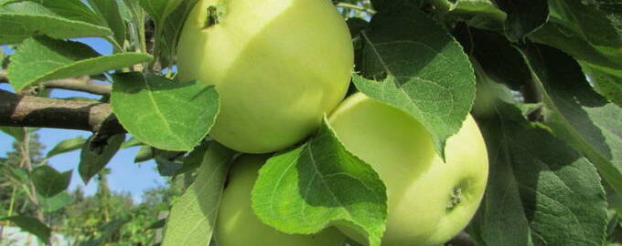 5 chutných receptů na výrobu jablečného kompotu Bílá náplň na zimu